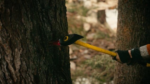 Gegenschnitt: Eine Axt trifft in einen Baumstamm, roter Keil im Holz